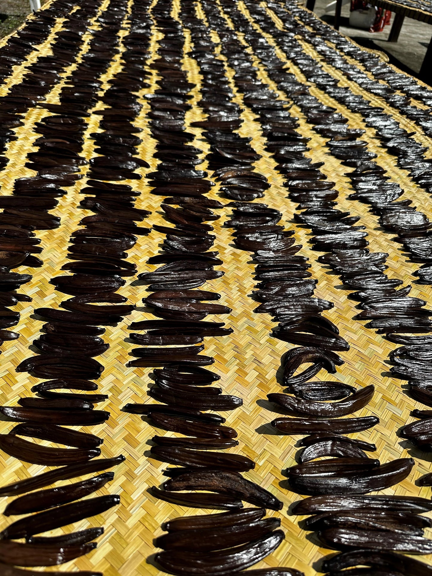 5x Gourmet Guatemalan  Cribbiana Vanilla Beans