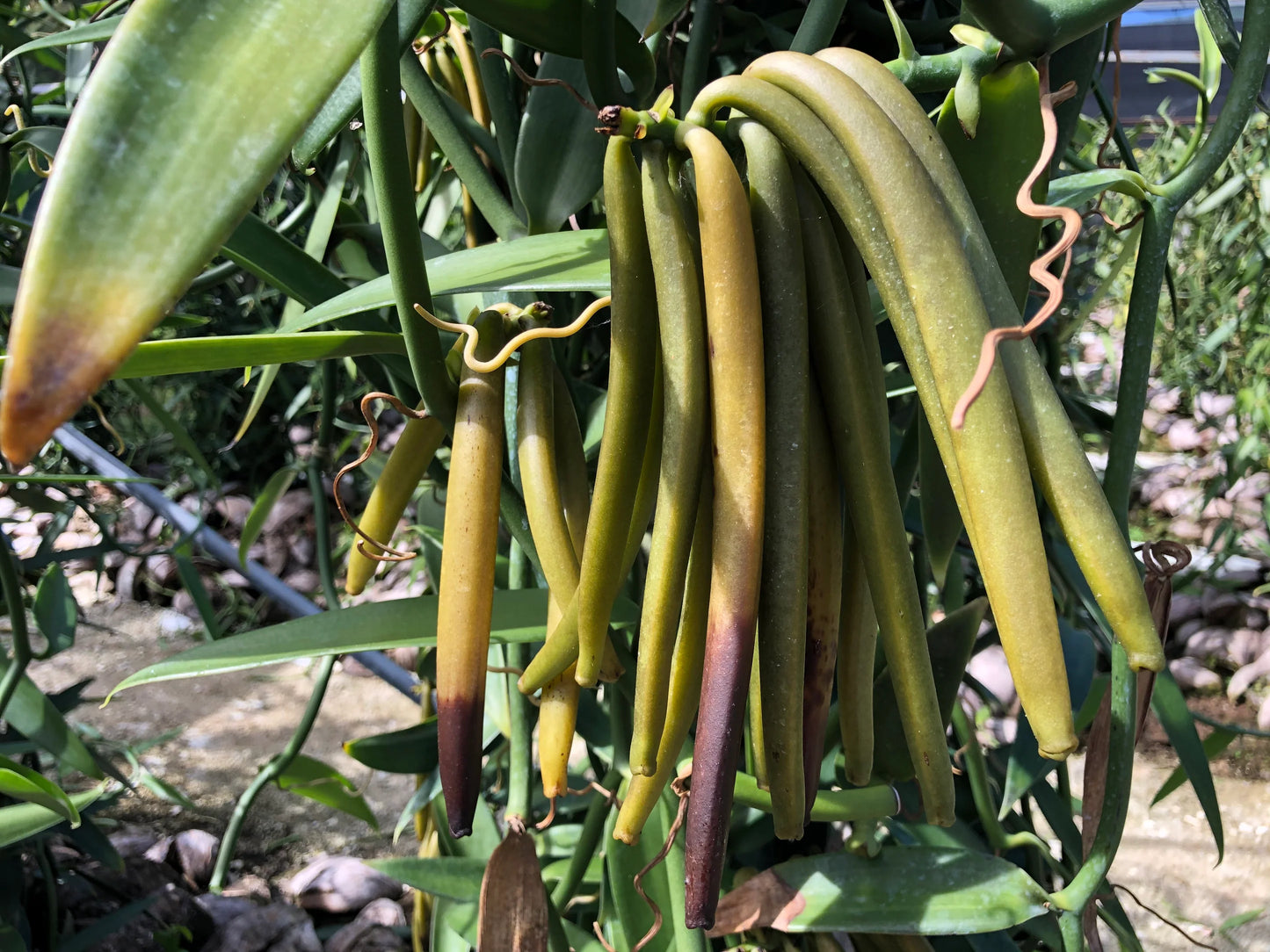 Gourmet Tahitensis Vanilla Bean from the Marquesas Islands
